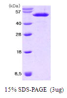 NUCB2 / Nucleobindin 2 Protein