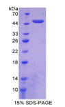 NUCB2 / Nucleobindin 2 Protein - Recombinant Nucleobindin 2 By SDS-PAGE