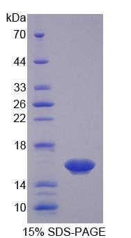 Osteoglycin / Mimecan Protein - Recombinant Osteoglycin By SDS-PAGE