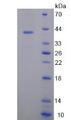 OSTN / Musclin / Osteocrin Protein - Recombinant  Osteocrin By SDS-PAGE
