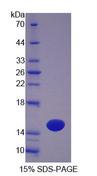 OTOR / Otoraplin Protein - Recombinant Otoraplin (OTOR) by SDS-PAGE
