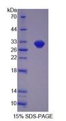 OVGP1 / Oviductin Protein - Recombinant Oviductal Glycoprotein 1 (OVGP1) by SDS-PAGE
