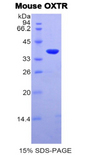 OXTR / Oxytocin Receptor Protein - Recombinant Oxytocin Receptor By SDS-PAGE