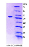 PAOX / PAO Protein - Recombinant  Polyamine Oxidase By SDS-PAGE