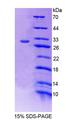 PCCB Protein - Recombinant Propionyl Coenzyme A Carboxylase Beta (PCCb) by SDS-PAGE