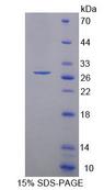 PCDHA1 Protein - Recombinant Protocadherin Alpha 1 By SDS-PAGE