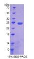 PD-L2 / PDCD1LG2 / CD273 Protein - Recombinant  Programmed Cell Death Protein 1 Ligand 2 By SDS-PAGE