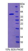 PDE12 Protein - Recombinant  Phosphodiesterase 12 By SDS-PAGE