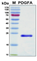 PDGF-AA Protein - SDS-PAGE under reducing conditions and visualized by Coomassie blue staining