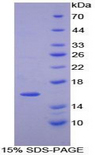 PDGF-AA Protein - Recombinant Platelet Derived Growth Factor AA By SDS-PAGE