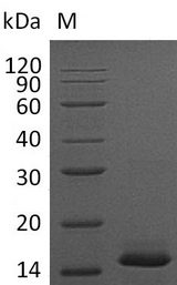 PDGF-BB Protein - (Tris-Glycine gel) Discontinuous SDS-PAGE (reduced) with 5% enrichment gel and 15% separation gel.