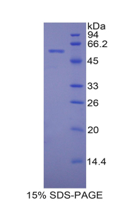 PDI Protein - Recombinant Protein Disulfide Isomerase By SDS-PAGE