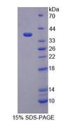PEX19 Protein - Recombinant Peroxisomal Biogenesis Factor 19 (PEX19) by SDS-PAGE