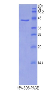 PFN1 / Profilin 1 Protein - Recombinant Profilin 1 By SDS-PAGE