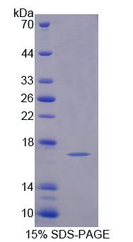 PFN4 Protein - Recombinant Profilin 4 (PFN4) by SDS-PAGE