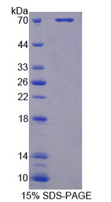 PGC / Pepsin C Protein - Recombinant Pepsinogen C By SDS-PAGE