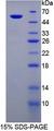 PGP Protein - Recombinant  Phosphoglycolate Phosphatase By SDS-PAGE