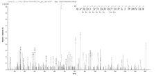 PHB / Prohibitin Protein - Based on the SEQUEST from database of E.coli host and target protein, the LC-MS/MS Analysis result of Recombinant Mouse Prohibitin(Phb),partial could indicate that this peptide derived from E.coli-expressed Mus musculus (Mouse) Phb.