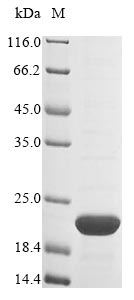 PHB / Prohibitin Protein - (Tris-Glycine gel) Discontinuous SDS-PAGE (reduced) with 5% enrichment gel and 15% separation gel.