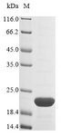 PHB / Prohibitin Protein - (Tris-Glycine gel) Discontinuous SDS-PAGE (reduced) with 5% enrichment gel and 15% separation gel.