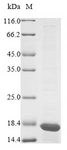 PHB / Prohibitin Protein - (Tris-Glycine gel) Discontinuous SDS-PAGE (reduced) with 5% enrichment gel and 15% separation gel.