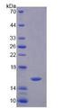 PK2 / PROK2 Protein - Recombinant Prokineticin 2 By SDS-PAGE
