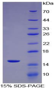 PLA2G2D Protein - Recombinant Phospholipase A2, Group IID By SDS-PAGE