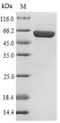 PLBD2 Protein - (Tris-Glycine gel) Discontinuous SDS-PAGE (reduced) with 5% enrichment gel and 15% separation gel.
