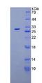 PLG / Plasmin / Plasminogen Protein - Recombinant Plasminogen By SDS-PAGE