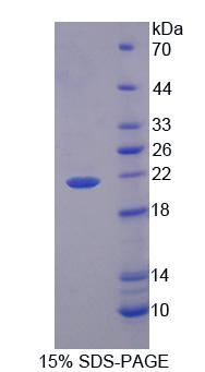 PLSCR3 Protein - Recombinant Phospholipid Scramblase 3 (PLSCR3) by SDS-PAGE