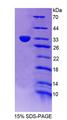 PLSCR5 Protein - Recombinant Phospholipid Scramblase 5 (PLSCR5) by SDS-PAGE