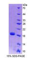 PLTP Protein - Recombinant  Phospholipid Transfer Protein By SDS-PAGE