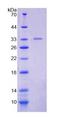 POLA1 / DNA Polymerase Alpha 1 Protein - Recombinant  Polymerase DNA Directed Alpha 1 By SDS-PAGE