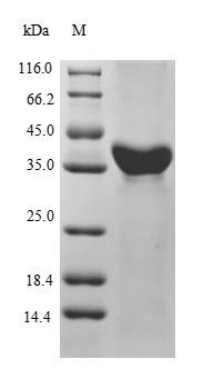 PON1 / ESA Protein - (Tris-Glycine gel) Discontinuous SDS-PAGE (reduced) with 5% enrichment gel and 15% separation gel.