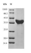 PON1 / ESA Protein - (Tris-Glycine gel) Discontinuous SDS-PAGE (reduced) with 5% enrichment gel and 15% separation gel.