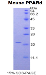PPARD / PPAR Delta Protein - Recombinant Peroxisome Proliferator Activated Receptor Delta By SDS-PAGE