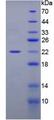 PPIF / Cyclophilin F Protein - Recombinant Peptidylprolyl Isomerase F By SDS-PAGE