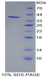 PPY / Pancreatic Polypeptide Protein - Recombinant Pancreatic Polypeptide By SDS-PAGE