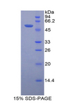 PRL / Prolactin Protein - Recombinant Prolactin By SDS-PAGE