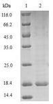 PRND / DOPPEL Protein - (Tris-Glycine gel) Discontinuous SDS-PAGE (reduced) with 5% enrichment gel and 15% separation gel.