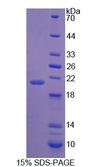 PRODH Protein - Recombinant Proline Dehydrogenase, Mitochondrial By SDS-PAGE