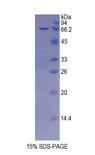 PRSS8 / Prostasin Protein - Recombinant Protease, Serine 8 By SDS-PAGE