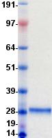 PS20 / WFDC1 Protein