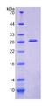 PTPN3 Protein - Recombinant Protein Tyrosine Phosphatase, Non Receptor Type 3 (PTPN3) by SDS-PAGE