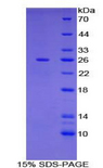 PVRL3 / Nectin-3 Protein - Recombinant Poliovirus Receptor Related Protein 3 By SDS-PAGE