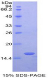 RBP3 / IRBP Protein - Recombinant Retinol Binding Protein 3, Interstitial By SDS-PAGE
