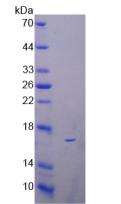 Reg3b Protein - Active Regenerating Islet Derived Protein 3 Beta (REG3b) by SDS-PAGE