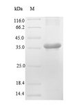 Ren2 / Renin-2 Protein - (Tris-Glycine gel) Discontinuous SDS-PAGE (reduced) with 5% enrichment gel and 15% separation gel.