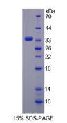 REPIN1 Protein - Recombinant Replication Initiator 1 By SDS-PAGE