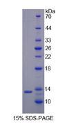 RETN / Resistin Protein - Recombinant Resistin By SDS-PAGE